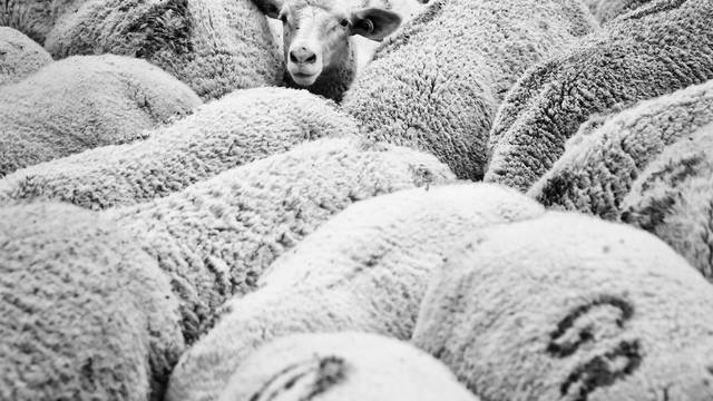 Transhumance et séjour en yourte - Deutsch