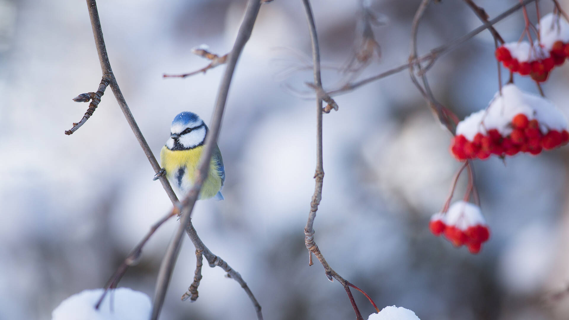 Mésange en hiver