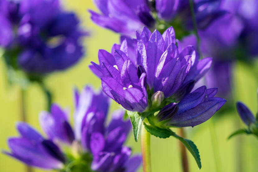 Champs de fleurs