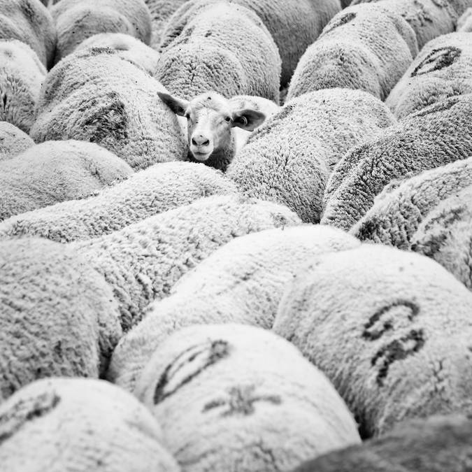 Agriculture local et raisonnée dans les Écrins