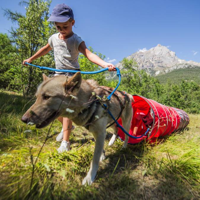 Mushing Addict Chiens Enfants