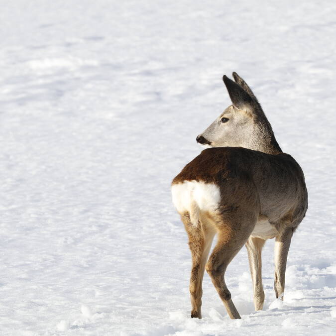 Parc national des écrins