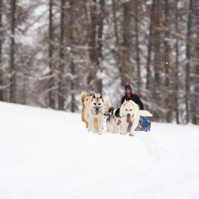 chiens de traineaux écrins