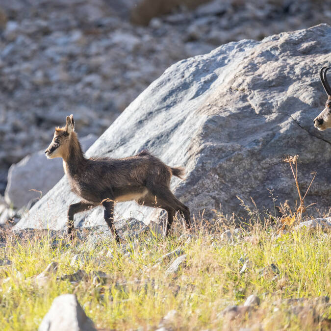 Chamois dans les Écrins - tourisme scientifique