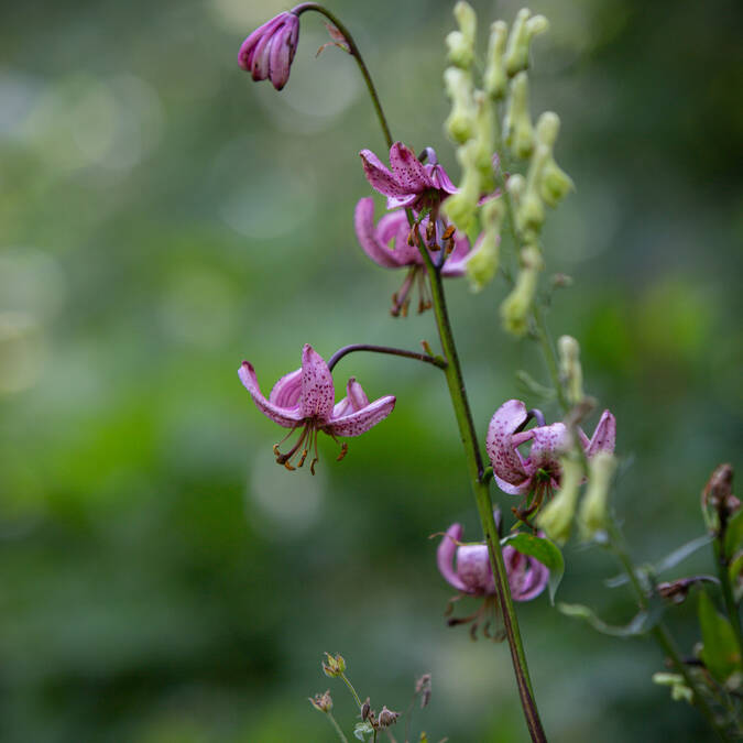 Fleur